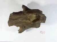 藏品(老虎鼻腔上顎骨化石)的圖片